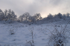 DSCF6504