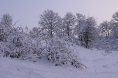 DSCF6507